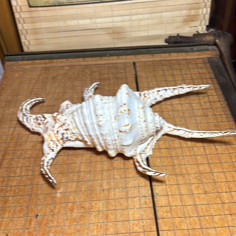 Spider Conch Natural White Brown Shell 10”Lx6.5”Wx2.75”H Beach Bath 11.4oz - Picture 3 of 17